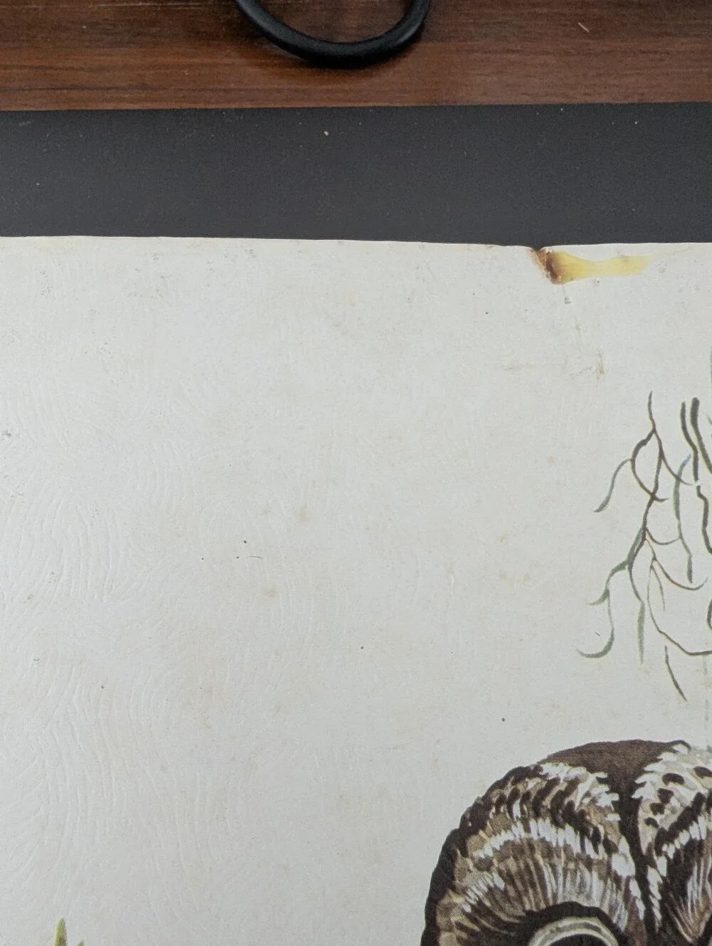 Vintage Leland Brewsaugh Barred Owl print